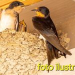 IMG-20260622-WA0068